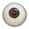 DL Doll 眼球 1