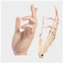 Doll Senior 指関節（シリコンボディ限定） あり