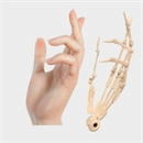 Doll Senior 機能追加 指関節