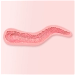 FANREAL 膣の内部構造 02